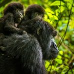 how-long-does-it-take-to-learn-tour-guiding-in-uganda